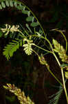 Canadian milkvetch